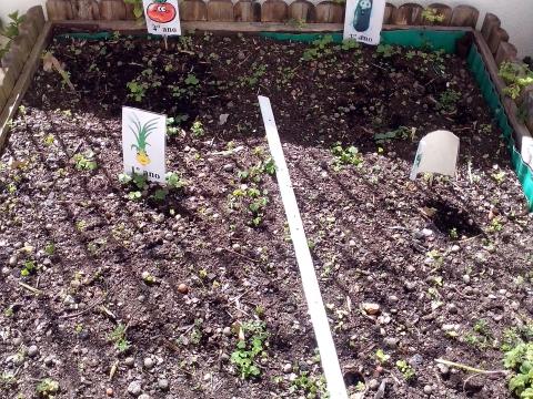 A horta do 1º ciclo com tomates, pepinos, cebola e alface.